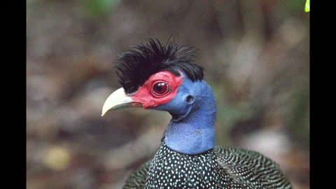 Eastern Guineafowl | Islamic Knowledge.