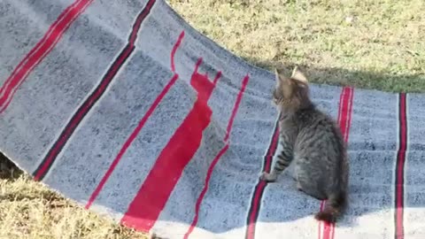 Funny Cat Animal Video 2025 2