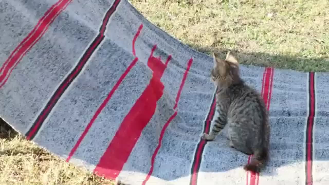 Funny Cat Animal Video 2025 2