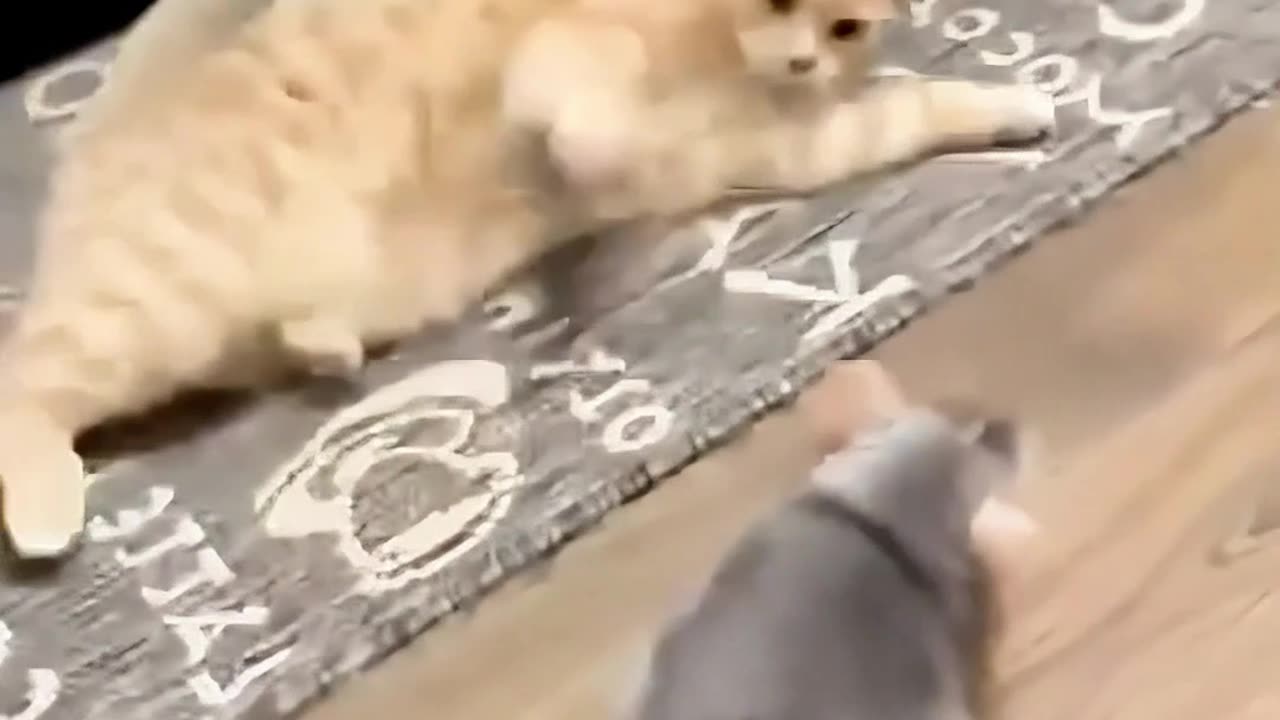 Cat and mouse war, the man almost died of laughter