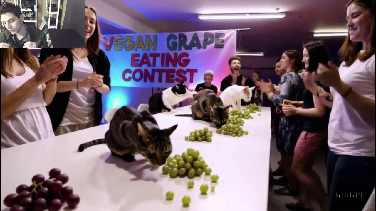 Outtake #1,185 Of The Cats Attempt The Vegan Grapes Eating Contest Fake Funny Parody Video