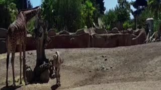 buin zoo