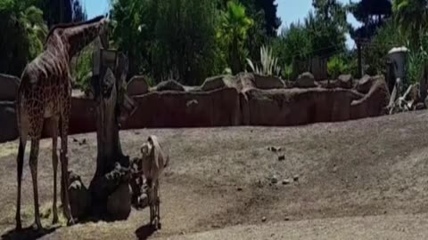 buin zoo