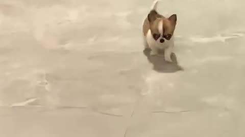 🐶🔥 Doggo Drill Sergeant Vibes - Paws in Formation! | FunFM