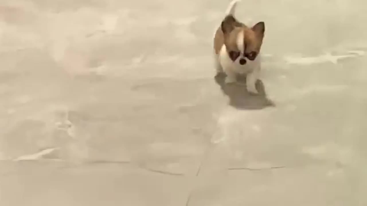 🐶🔥 Doggo Drill Sergeant Vibes - Paws in Formation! | FunFM