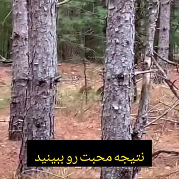 این گربه‌ی وحشی... دیگه وحشی نیست! This wild cat... is not wild anymore!