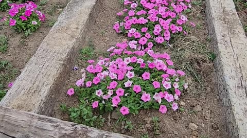 Low intensity weekend weeding"