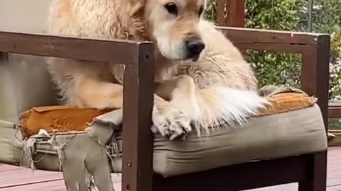 Littels Dog's Comedy Videos 🤣 so cute videos 😍 funny videos 🤣 so much for watching 😂