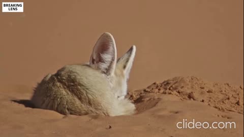 Here is the World's Smallest Wild Dog | Dogs in the Wild: Meet The Family | BBC Earth