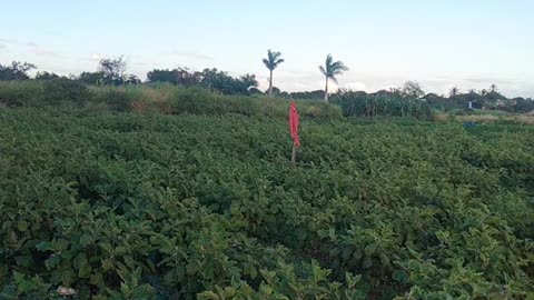 Mauritius agriculture