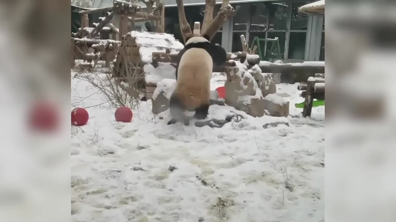 Funny Animals Moments __ Try Not To Laugh.mp4