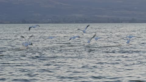 Bird flying