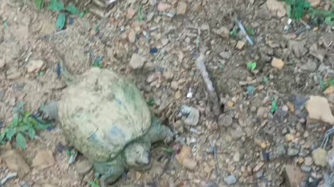 Snapping Turtle #2