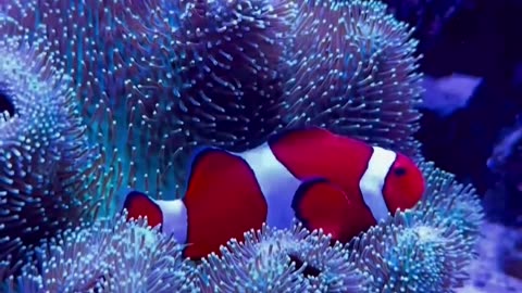 🌊 Stunning creatures and colors from the bottom of the sea 🐙✨ - part 1