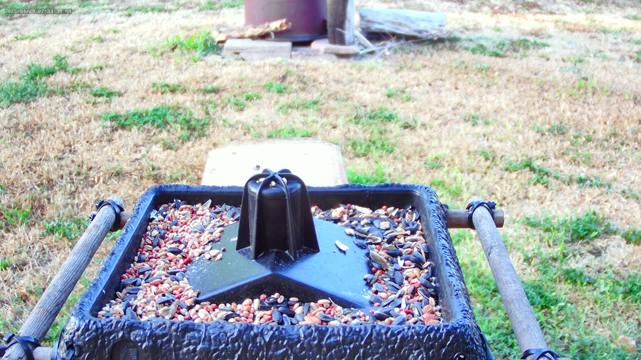 Blue Jays and Red Bellied- Close-Up
