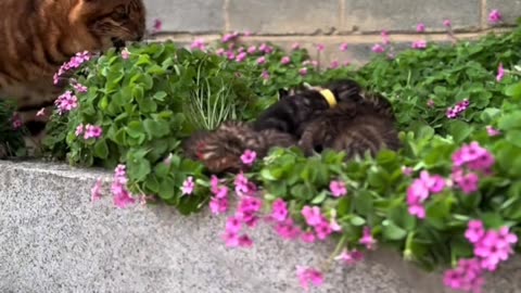 This cat has soft fur and is lovely!