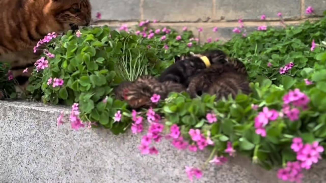 This cat has soft fur and is lovely!