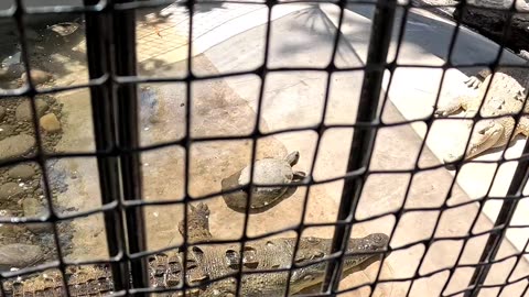 Crocodiles at an Aquarium in Mazatlan Mexico