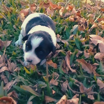 Hana la cachorrita - Primeros pasos (27/04/2025)