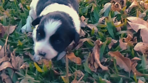 Hana la cachorrita - Primeros pasos (27/04/2025)
