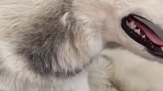 Dog's Comedy Videos 🤣 so cute videos and puppies comedy scenes 🤣 so cute 🥰🥰🥰🥰