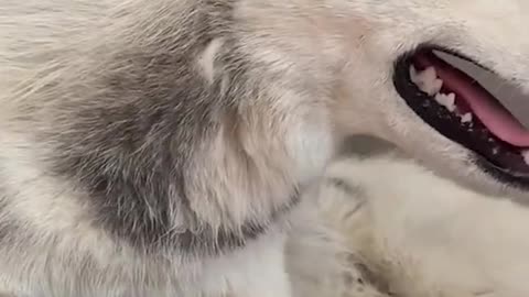 Dog's Comedy Videos 🤣 so cute videos and puppies comedy scenes 🤣 so cute 🥰🥰🥰🥰