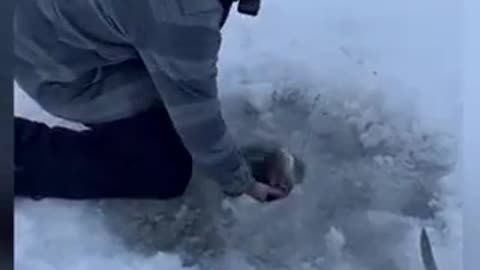 Shorts - Fishing