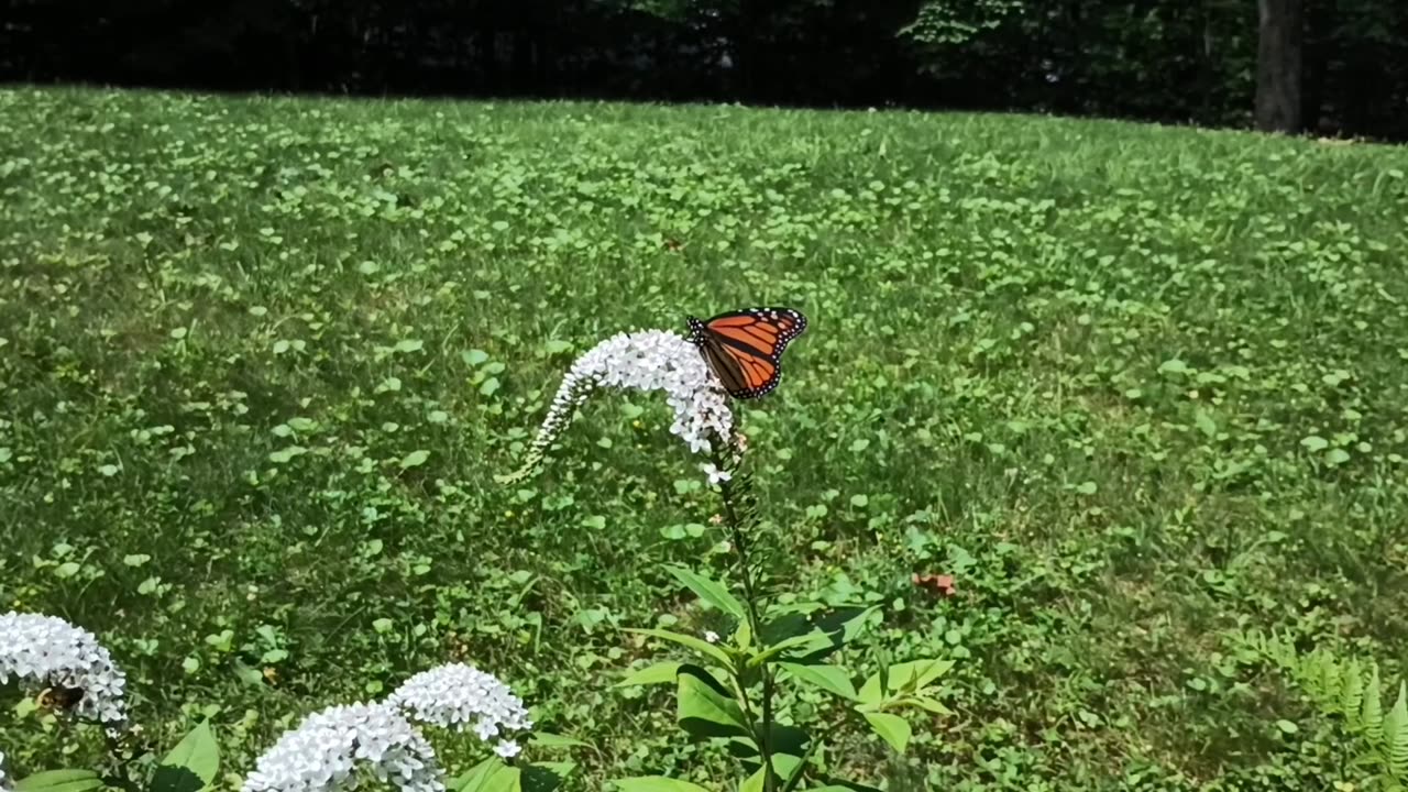 Monarch Butterfly