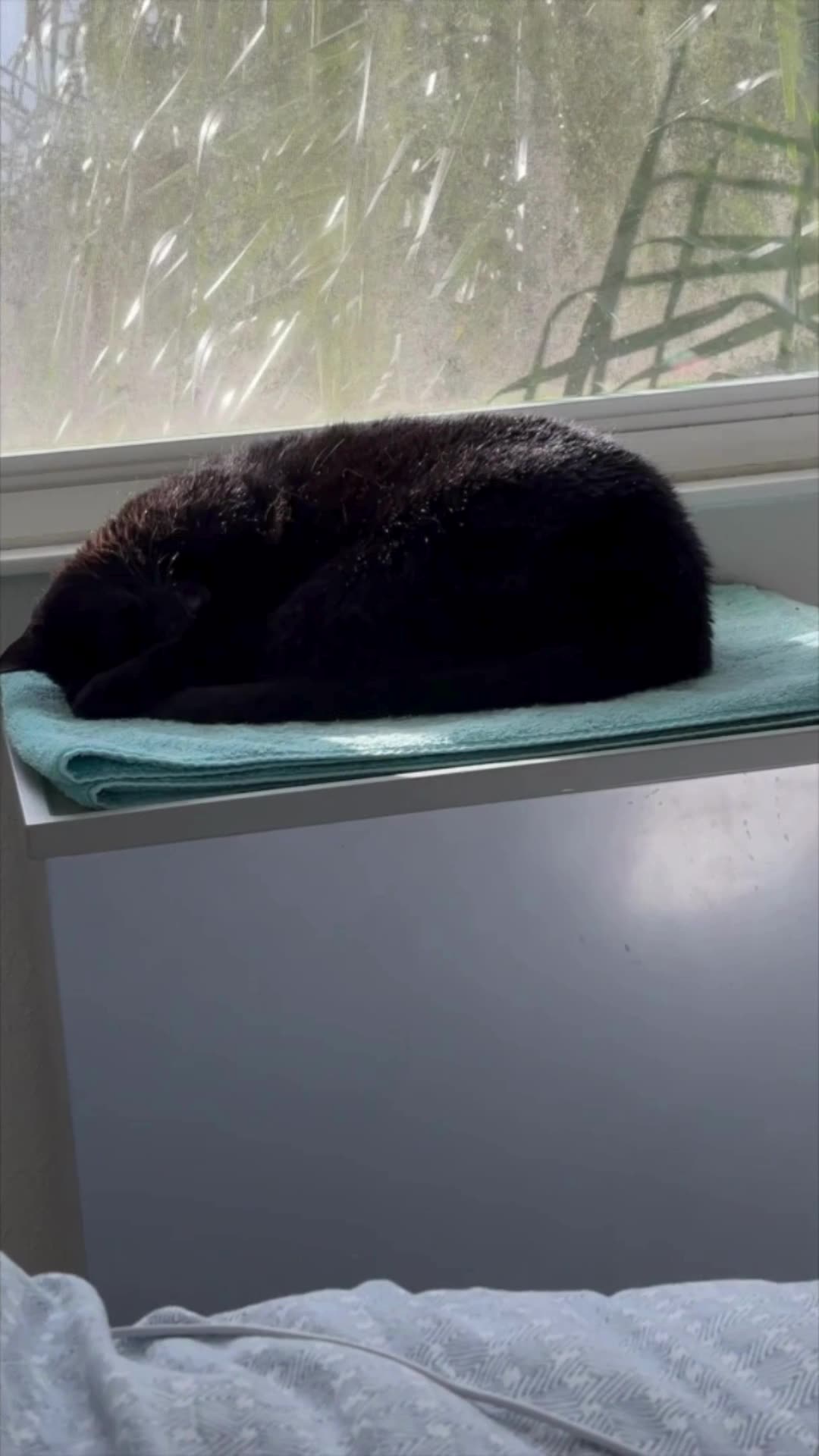 Cute Precious Piper Suns Herself in Her Spa - My Adopted Shelter Cat Vlog #shorts