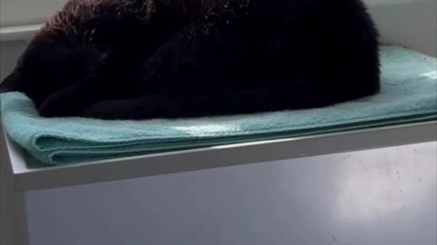 Cute Precious Piper Suns Herself in Her Spa - My Adopted Shelter Cat Vlog #shorts
