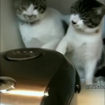 FUNNY ACTS OF FUNNY CATS||CATS BEING RIDICULOUS ALL THE TIME