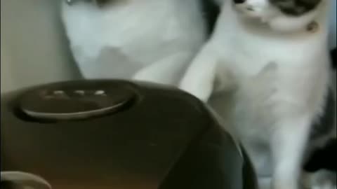 FUNNY ACTS OF FUNNY CATS||CATS BEING RIDICULOUS ALL THE TIME