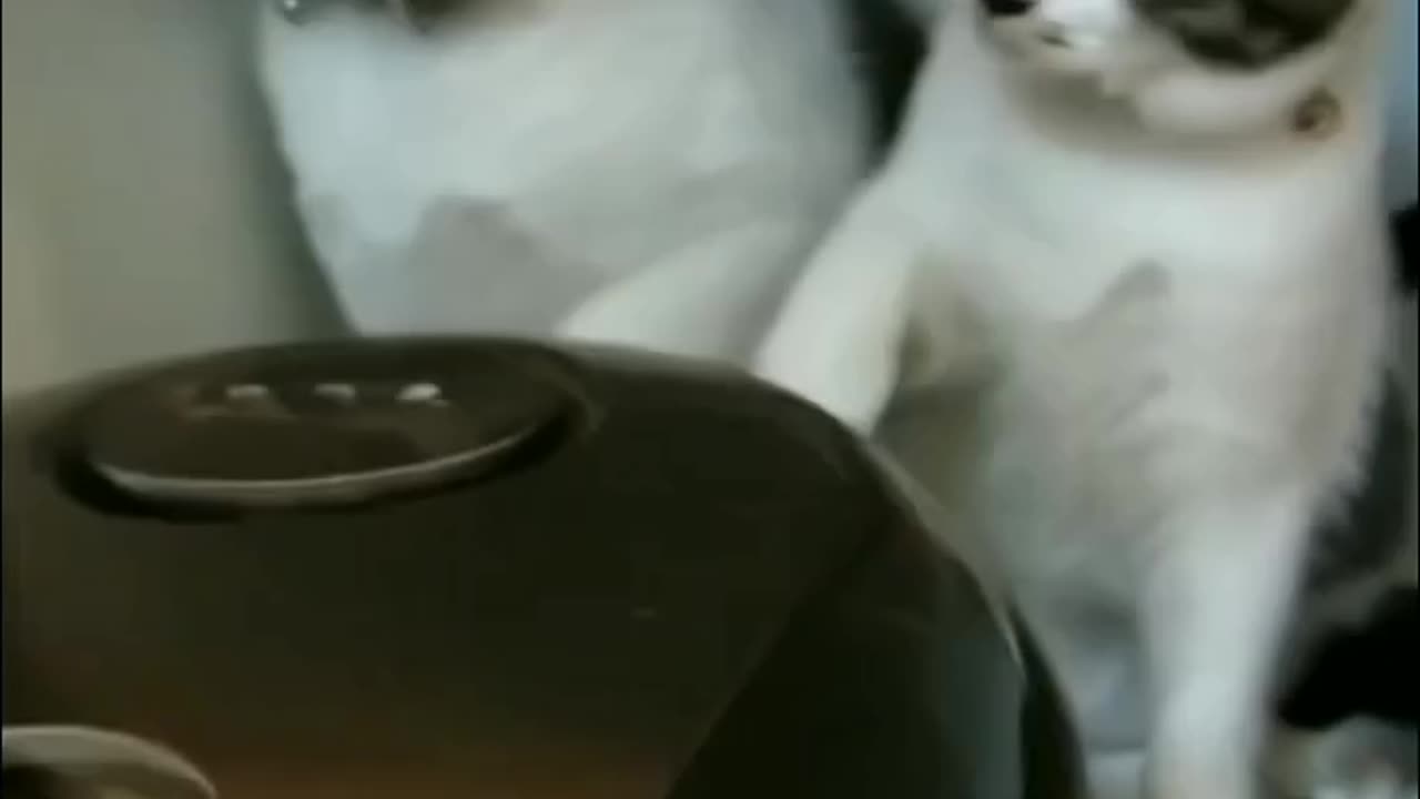 FUNNY ACTS OF FUNNY CATS||CATS BEING RIDICULOUS ALL THE TIME