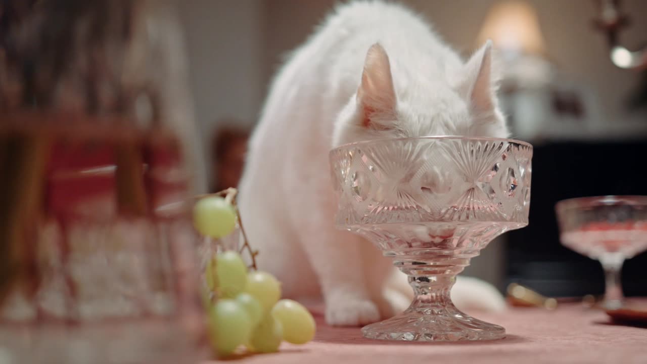 Cat Comedy Chaos | Pawfect LOLs #8