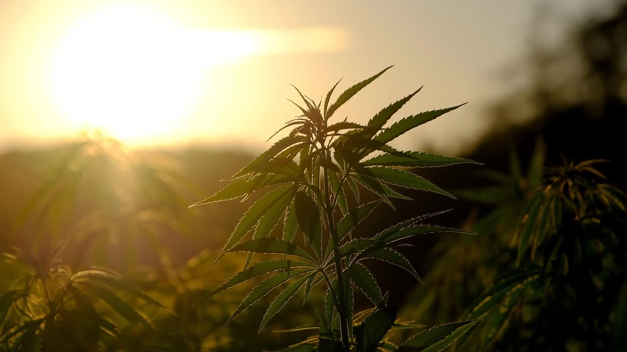 God's Purpose For Drugs