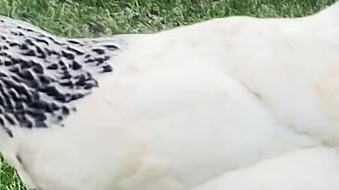 Steak is better than chicken by Ed Delacruz #health #healthy #healthadvice #reels #shorts