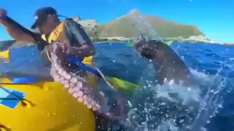 Il se prend une gifle par un poulpe
