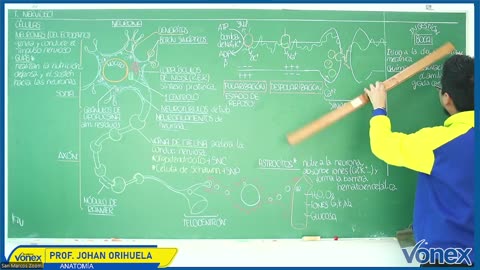 VONEX SEMIANUAL 2025 | Semana 07 | Anatomía