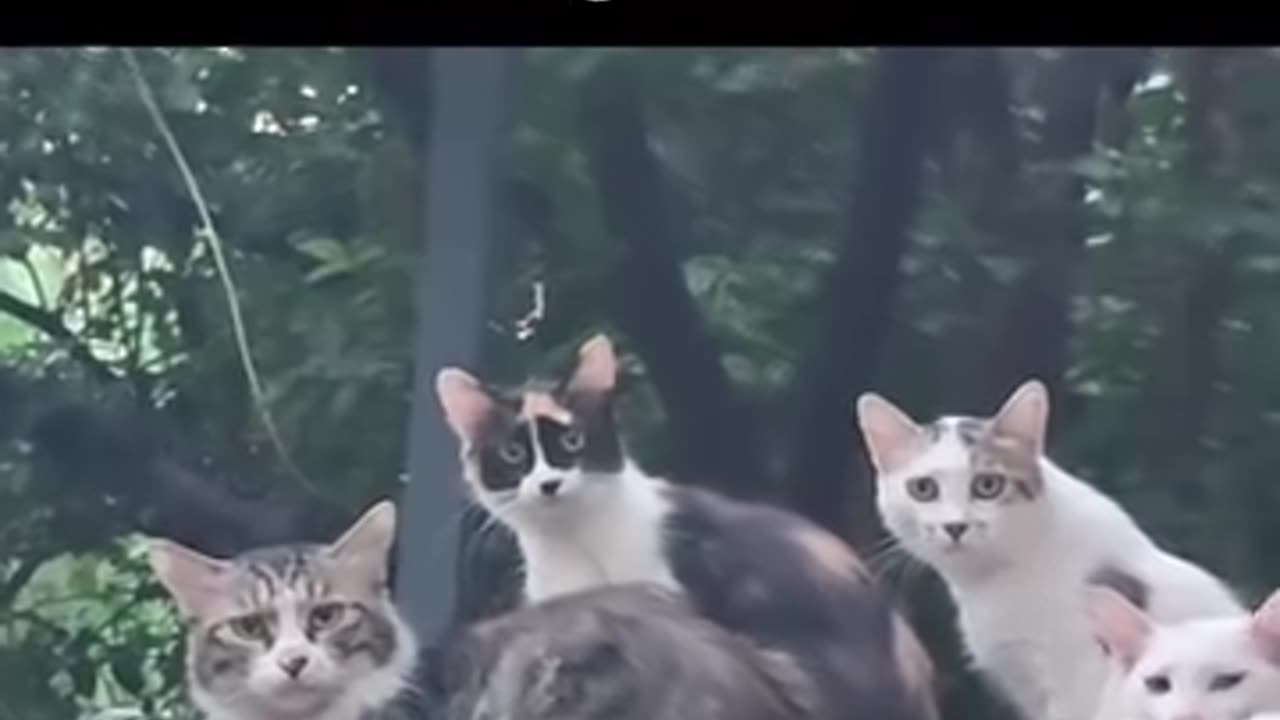 I think I stepped in the wrong hood