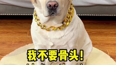 狗子: 你太不是人了，这不欺负狗呢吗 Dogzi: You're not human at all, are you bullying the dog?