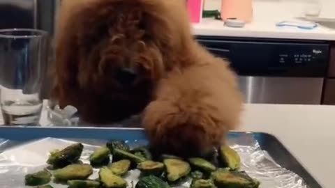 funny video animals