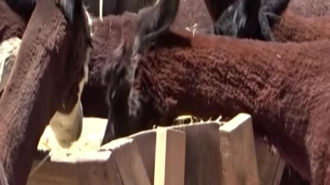 alpaca