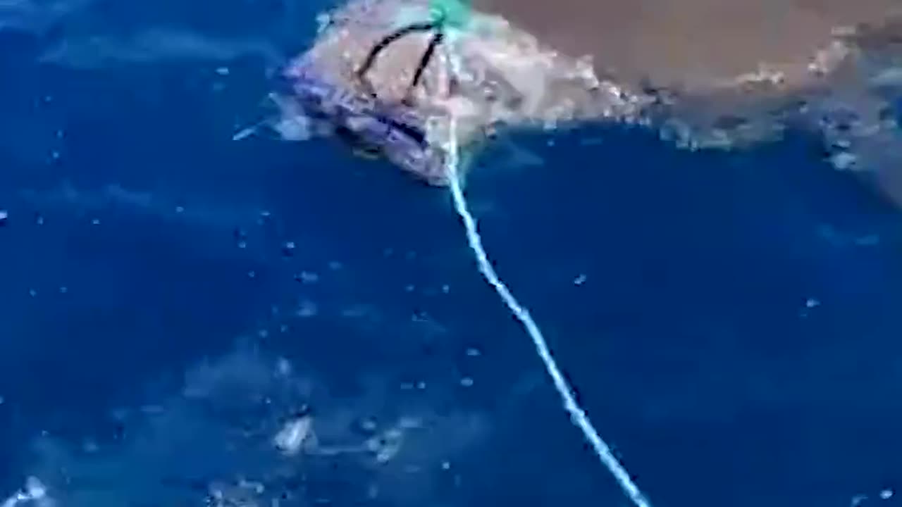 😮✨ Could Shark Bite-Resistant Wetsuits Save Lives? You Need to See! | FeedMyCuriosity