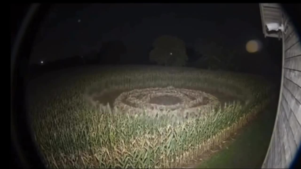 Crop Circle Forming in Real Time--This isn't two guys with boards and rope...