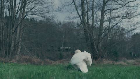 Majestic White Swan in Winter Landscape