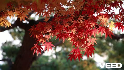 Sonrei Todo Un Otoño