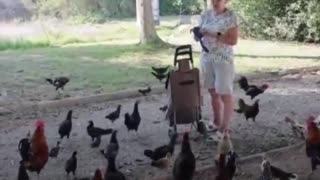 Cientos de gallinas 'se adueñan' de una ciudad europea