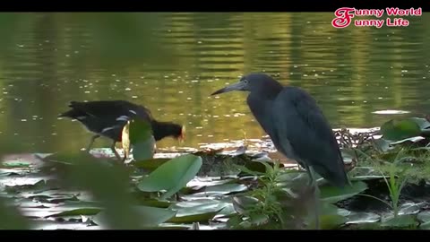 Funny animal moments