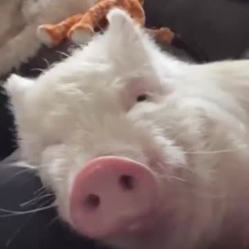 Today I learned pigs can actually look like those cute kiddie drawings