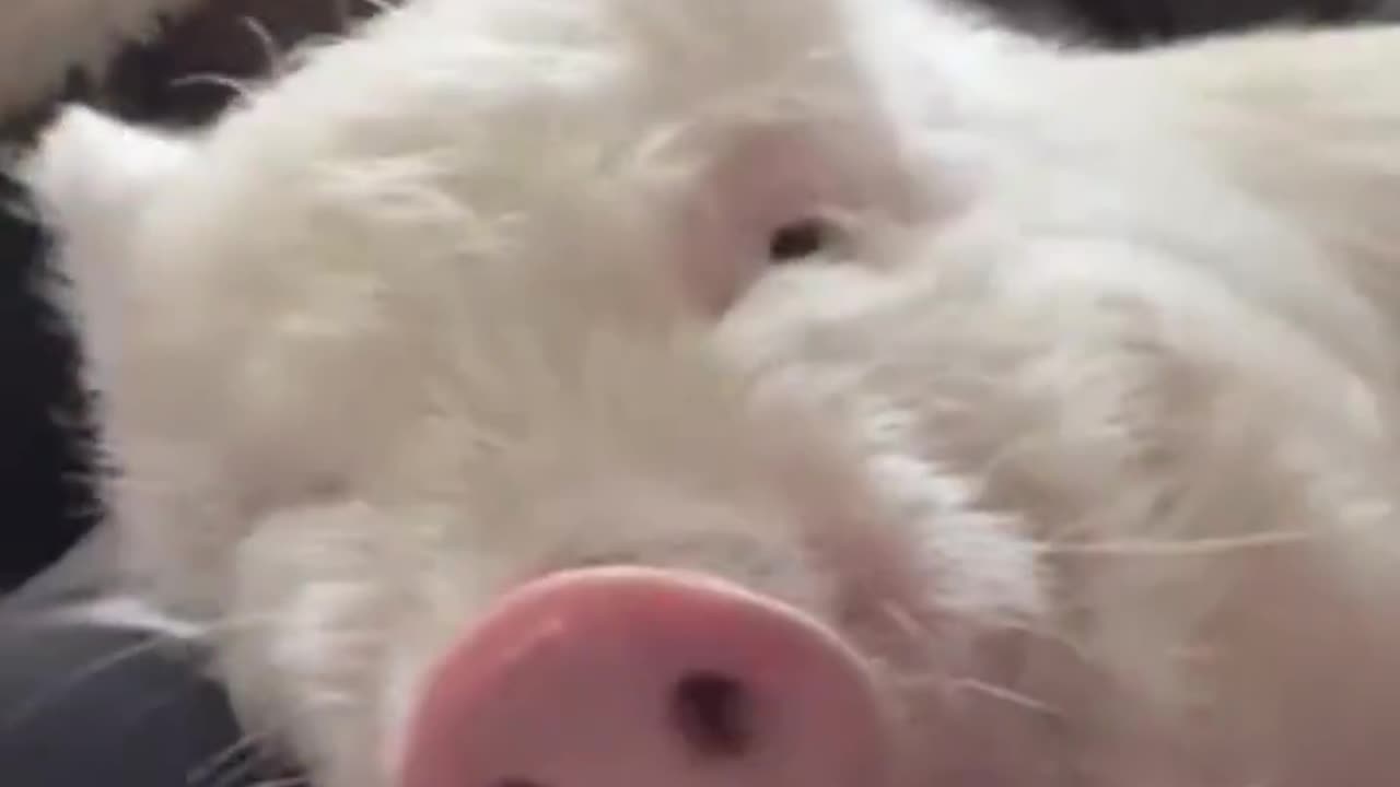 Today I learned pigs can actually look like those cute kiddie drawings
